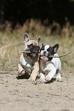 BOULEDOGUE FRANCAIS 256